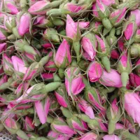 گل محمدی