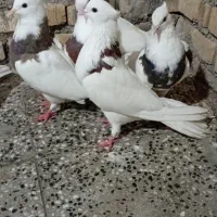 کبوتر طوقی|پرنده|شادگان, |دیوار