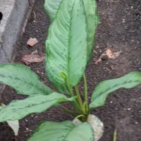 گل های آپارتمانی|گل و گیاه طبیعی|رودبنه, |دیوار