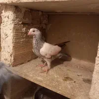 کفتر تهرانی فردوسیه