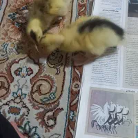 فروش دو جوجه اردک|حیوانات مزرعه|مهدی شهر, |دیوار