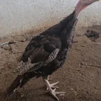 بوقلمون نر|حیوانات مزرعه|مشگین شهر, |دیوار