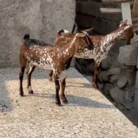 تعدادی بزغا|حیوانات مزرعه|مشهد, انبارنفت|دیوار