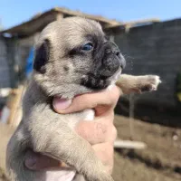 سگ پاگ|سگ|اصفهان, قائمیه|دیوار