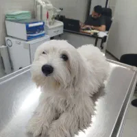 سگ ماده شیتزو