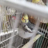 طوطی بالغ|پرنده|رشت, حمیدیان|دیوار