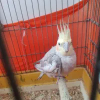 عروس هلندی|پرنده|قرچک, میرزائی شمالی|دیوار