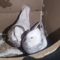 طوقی|پرنده|اصفهان, ملکشهر|دیوار