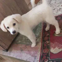 واگذار سگ|سگ|شیراز, بعثت|دیوار