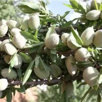 پیش فروش نهال بادام شمشیری
