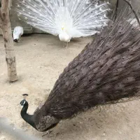 پرنده زینتی|پرنده|ارسنجان, |دیوار