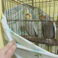 دو عدد جوجه عروس هلندی