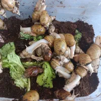 فروش فوری حلزون با نصف قیمت