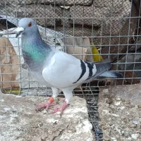 خال سیاه سبز اهوازی پلاکی