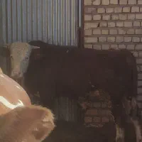 گوساله چاق سیمینتال|حیوانات مزرعه|خلجستان, |دیوار