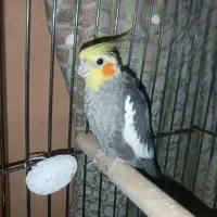 یک جفت عروس هلندی