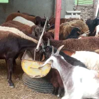 گوسفند و بره و بزغاله کشتاری داشتی در قره تپه|حیوانات مزرعه|گرگان, |دیوار