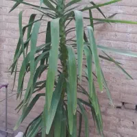 درخچه یوکا سالم وکاکسیونی|گل و گیاه طبیعی|نیشابور, شهرک فیروزه|دیوار