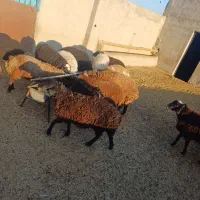 فروش بره چاق|حیوانات مزرعه|زاویه, |دیوار