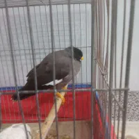 مینا سر حال|پرنده|قم, وادی السلام|دیوار