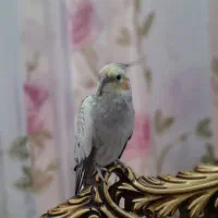 عروس هلندی|پرنده|کازرون, |دیوار
