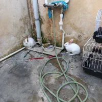 برای فروش دوتا خرگوش خوشگل