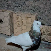 طوق سور گم کردم