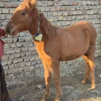 سه تا مادیان چهارماهه یورقه