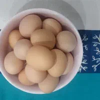 تخم مرغ محلی وخانگی