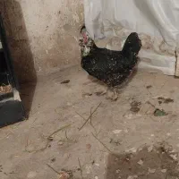 مرغ گلین|حیوانات مزرعه|کرمانشاه, |دیوار