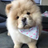 سگ چاوچاو دو ماهه