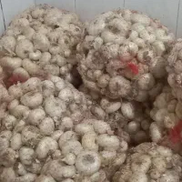 پیاز خوردن|خوردنی و آشامیدنی|زاوه, |دیوار