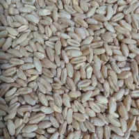 فروش گندم تیم ساورز