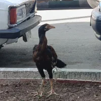 یک عدد خروس لاری دو رگه افغان و اوشامو|حیوانات مزرعه|آفتاب, |دیوار