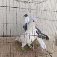 کفتر جفتگاه