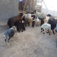 میش وبره|حیوانات مزرعه|قره چای, |دیوار