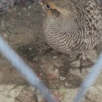 بلدرچین محلی معاوضه با نوک قنار و تیدی کبوتر|حیوانات مزرعه|بندرعباس, |دیوار