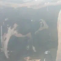 گاو خارجی ابست همرا با گوساله ماده|حیوانات مزرعه|زابل, |دیوار