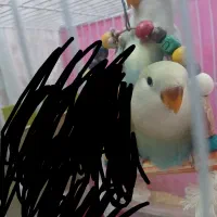 کوتوله بریزیلی