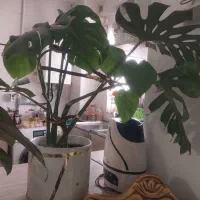 فروش گل|گل و گیاه طبیعی|پرند, فاز ۵|دیوار