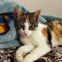 واگذاری رایگان ۲ عدد بچه گربه