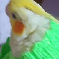 عروس هلندی گمشده