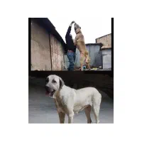 واگذاری سرابی خالص سرابی پژدردوبرمن خونگی