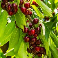 نهال گیلاس استلا