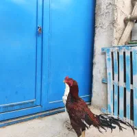 مرغ و خروس لاری  مرغ شاخدار معاوضه|حیوانات مزرعه|شیراز, علی آباد|دیوار