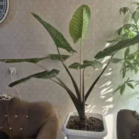 گل بابا آدم و لیراتا|گل و گیاه طبیعی|تهران, والفجر (افسریه)|دیوار