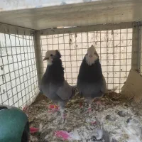 کبوتر شازده سبز عالی|پرنده|تهران, کیانشهر|دیوار