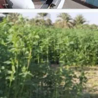 تخم علف بمه گرمسیری تصاویر بالا|خدمات باغبانی و درختکاری|جیرفت, |دیوار