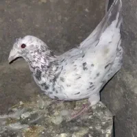 کبوتر جوجه قهوه ای پلاکی ذات سرور|پرنده|شیراز, شهرک جماران|دیوار