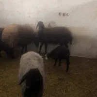 گوسفند